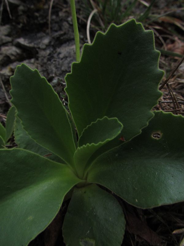 prvosienka holá Primula auricula L.