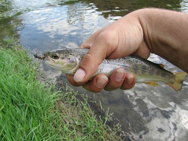 pstruh potočný  Salmo trutta morpha fario