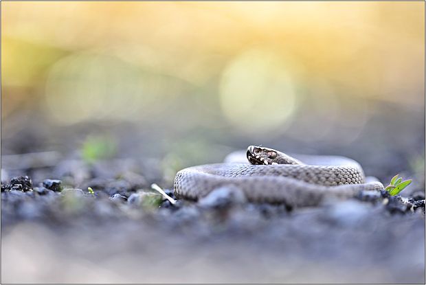 vretenica severná Vipera berus