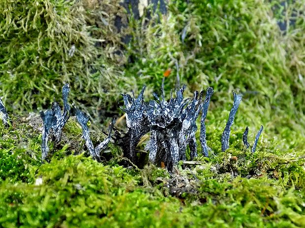 drevnatec Xylaria sp.