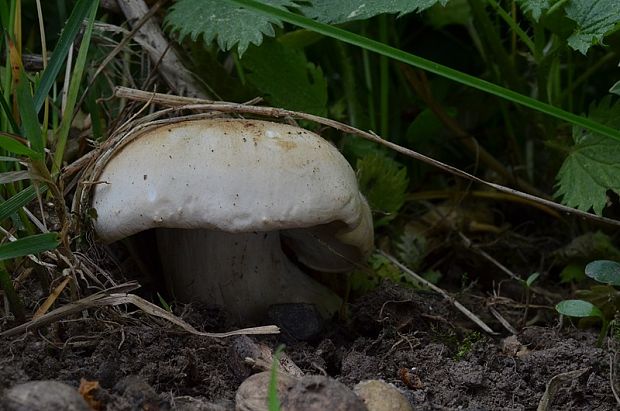 čírovnica májová Calocybe gambosa (Fr.) Donk