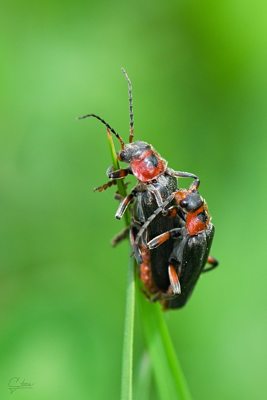 snehulčík obyčajný Cantharis rustica