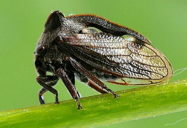 tŕňovka liesková Centrotus cornutus