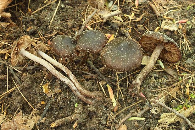 pavučinovec včasný Cortinarius vernus H. Lindstr. & Melot