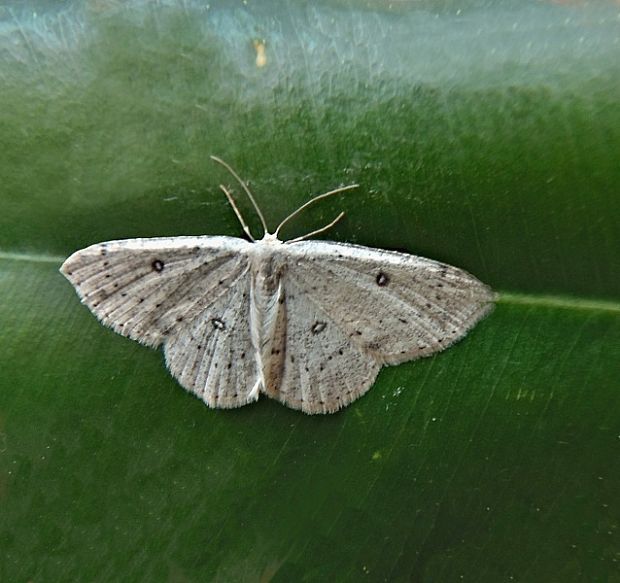 piadica jelšová Cyclophora albipunctata Hufnagel, 1767