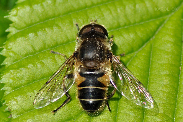 pestrica Eristalis sp.