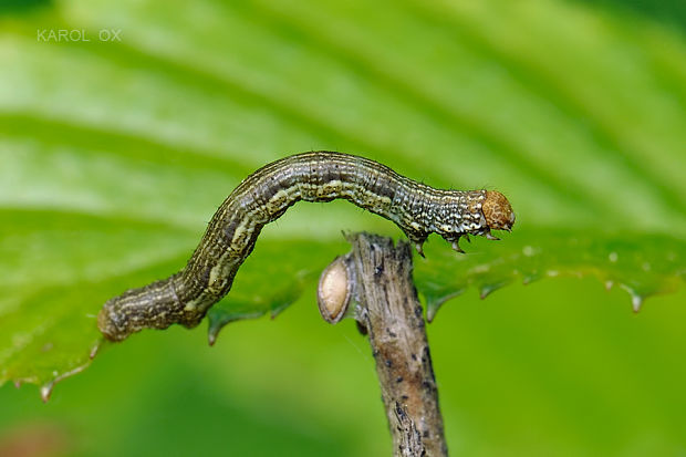 piadivka  Geometridae