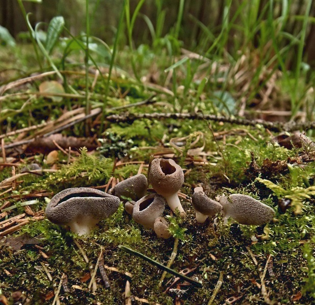 chriapač voňavý  Helvella confusa Harmaja