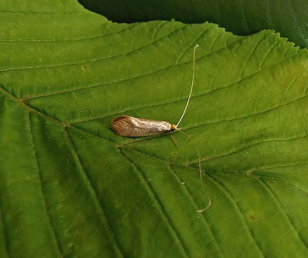 adéla Swammerdamova Nematopogon swammerdamella Linnaeus, 1758