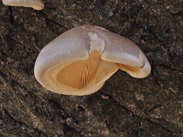 hliva závojová Pleurotus calyptratus (Lindblad ex Fr.) Sacc.