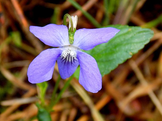 fialka rivinova Viola riviniana Rchb.