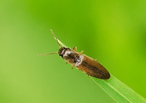 kováčik Agriotes acuminatus