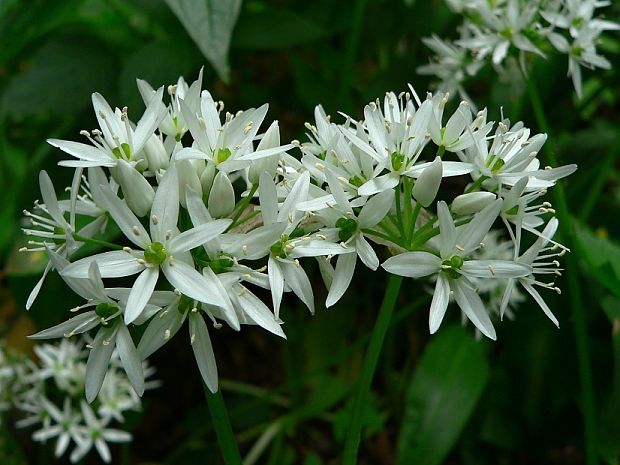 cesnak medvedí Allium ursinum L.