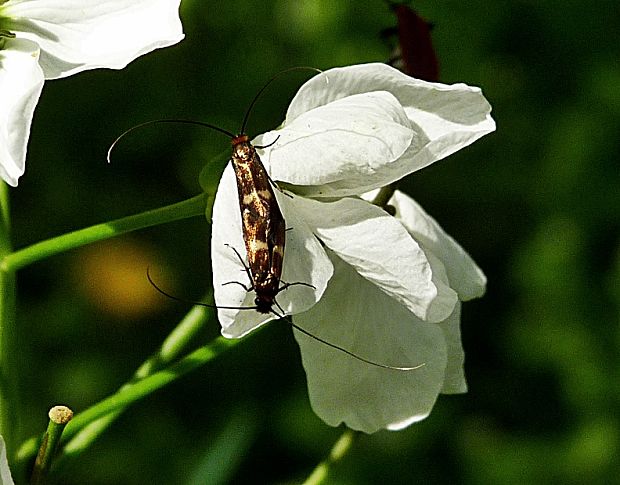 adela červenohlavá Cauchas rufimiterella