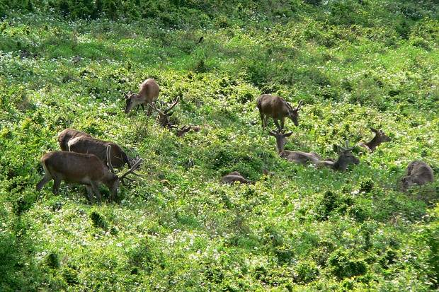 jeleň lesný Cervus elaphus L.