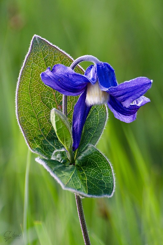 plamienok celistvolistý Clematis integrifolia L.