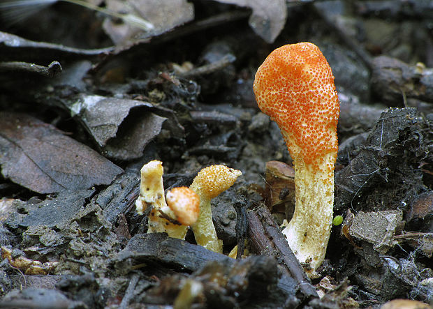 žezlovka hmyzová Cordyceps militaris (Fr.) Link