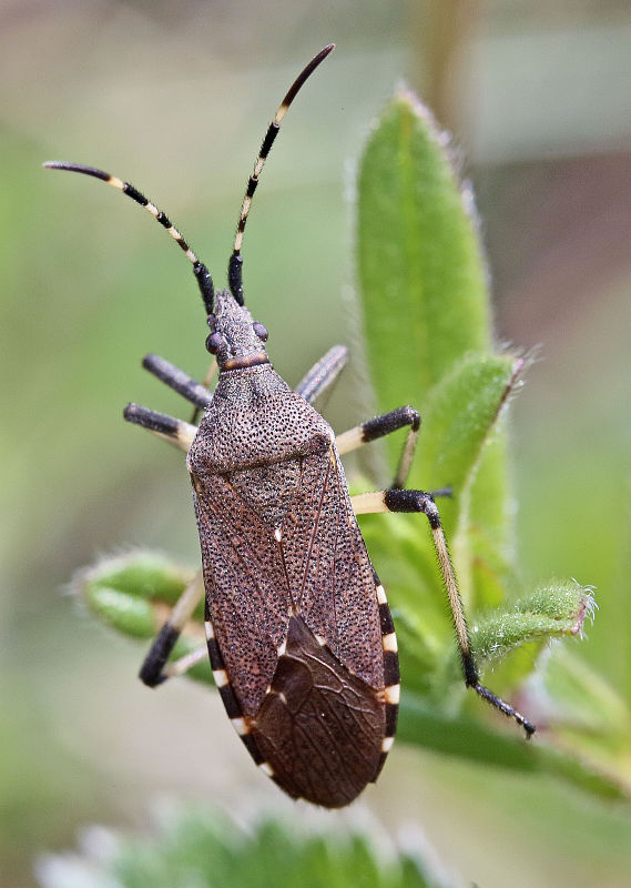 bzdocha Dicranocephalus agilis