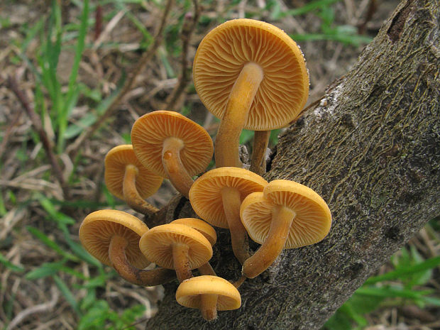 plamienka Flammulina sp.