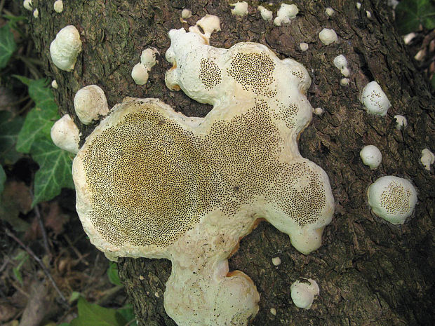 práchnovček pásikavý Fomitopsis pinicola (Sw.) P. Karst.