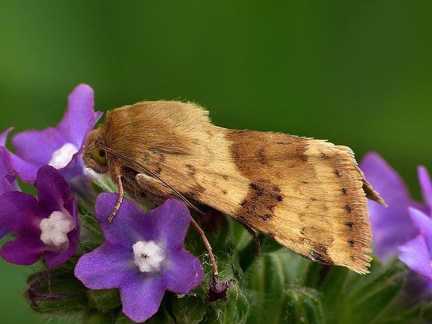 sivkavec štetkový (sk) / černopáska štětková (cz) Heliothis viriplaca Hufnagel, 1766