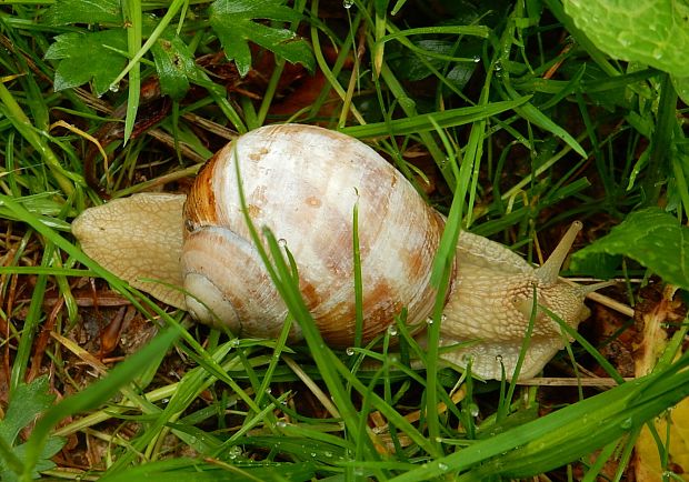 slimák záhradný Helix pomatia