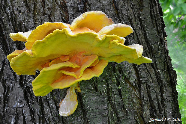 sírovec obyčajný Laetiporus sulphureus (Bull.) Murrill