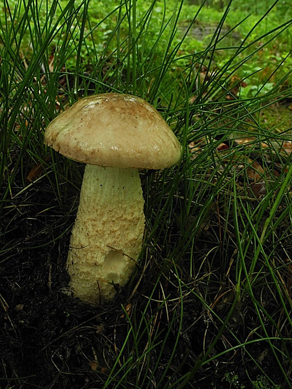 kozák brezový Leccinum scabrum (Bull.) Gray