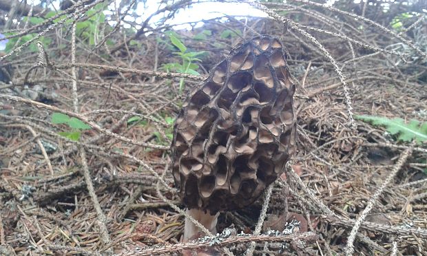 smrčok Morchella sp.