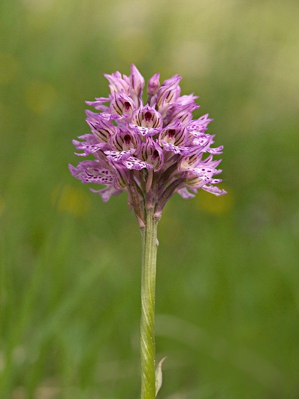 neotinea trojzubá Neotinea tridentata (Scop.) R. M. Bateman, Pridceon et M. W. Chase