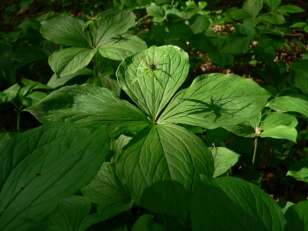 vranovec štvorlistý Paris quadrifolia L.