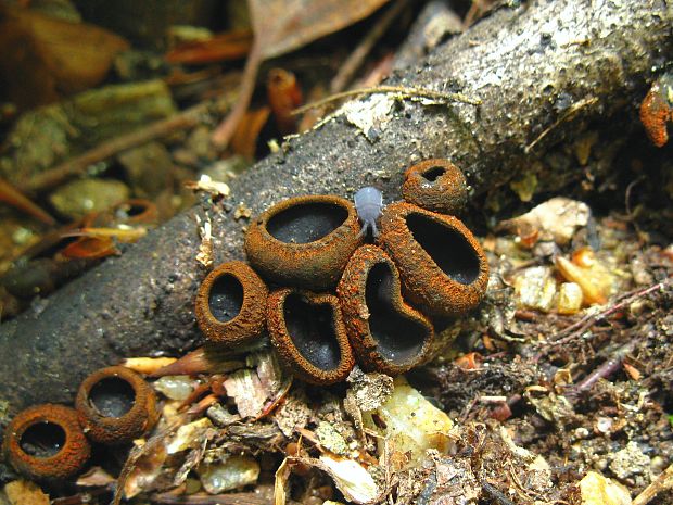 pakorienkovka čierna Plectania melastoma (Sowerby) Fuckel