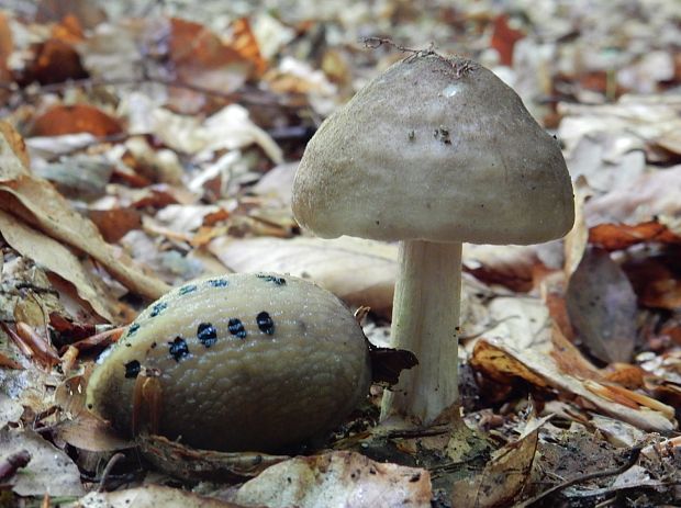 štítovka jelenia Pluteus cervinus (Schaeff.) P. Kumm.