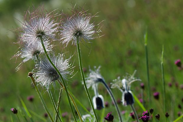 poniklec lúčny český Pulsatilla pratensis subsp. bohemica Skalický