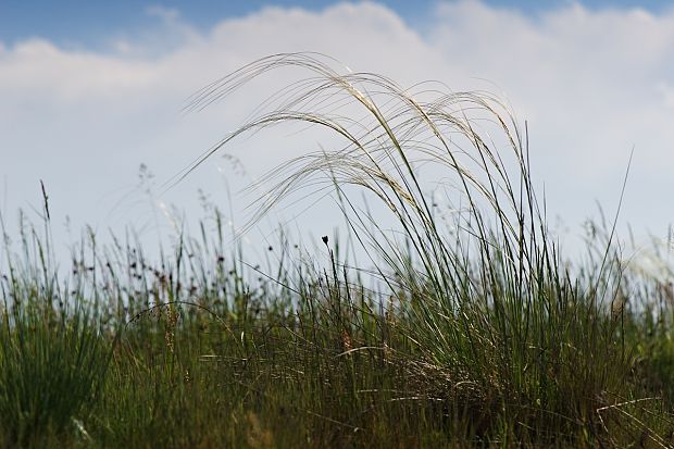 kavyľ Stipa sp.