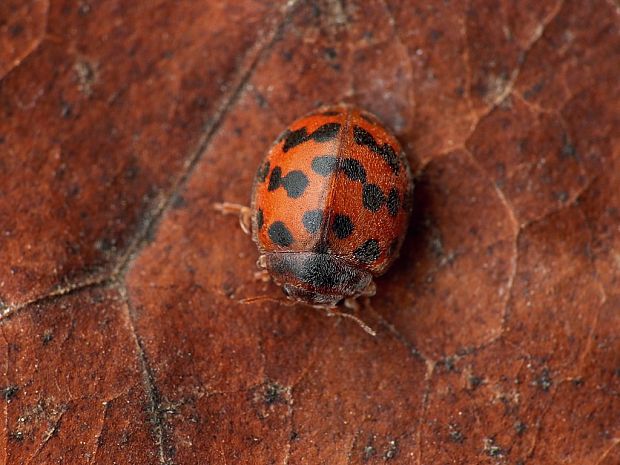 lienočka lucernová (sk) / slunéčko vojtěškové (cz) Subcoccinella vigintiquatuorpunctata Linnaeus, 1758