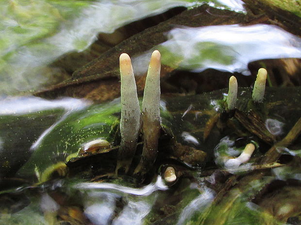 drevnatec štíhly Xylaria longipes Nitschke