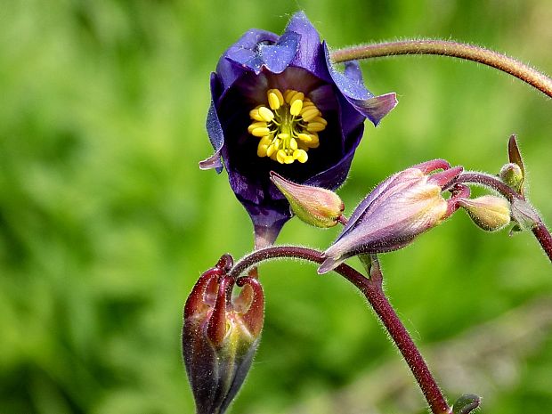 orlíček obyčajný Aquilegia vulgaris L.