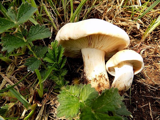 čírovnica májová Calocybe gambosa (Fr.) Donk