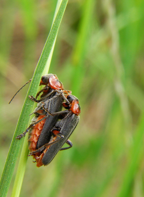 snehulčík Cantharis livida