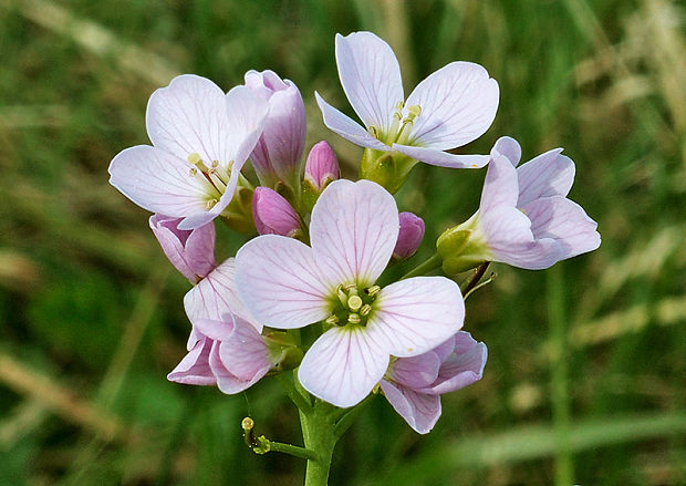 žerušnica lúčna Cardamine pratensis L.