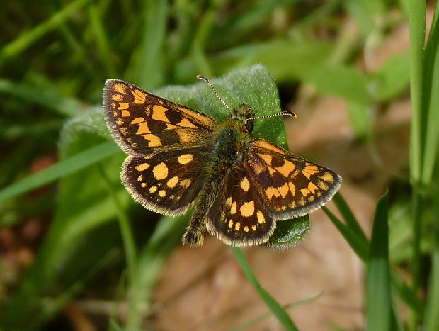 súmračník skorocelový / soumračník jitrocelový Carterocephalus palaemon