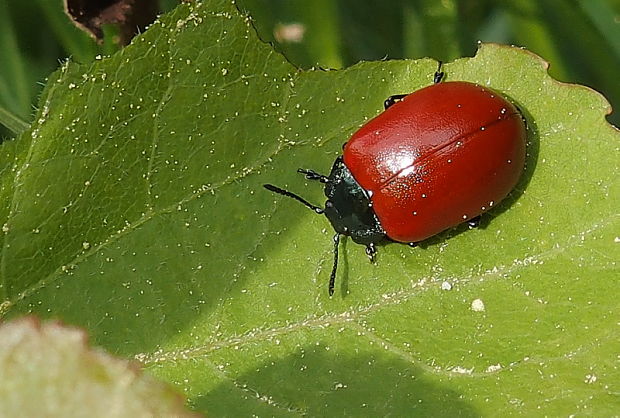 liskavka topoľová Chrysomela populi