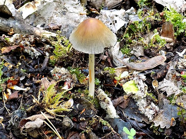 hnojník Coprinus sp.