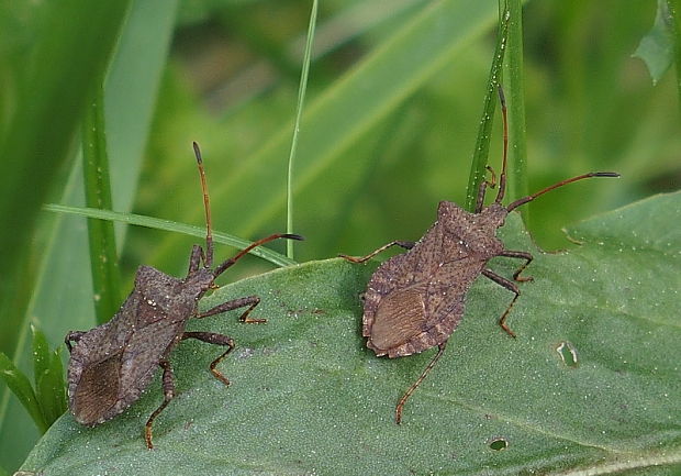 obrubnica štiavová Coreus marginatus