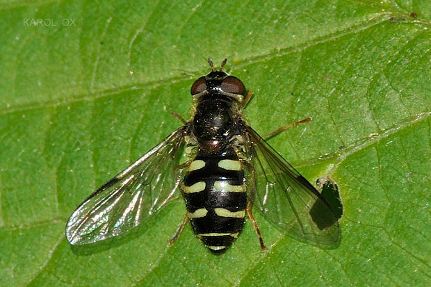 pestrica Dasysyrphus pinastri (cf.)