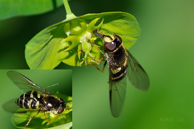 pestrica Dasysyrphus venustus (cf.)