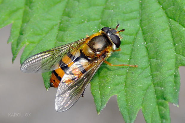 pestrica Epistrophe ochrostoma