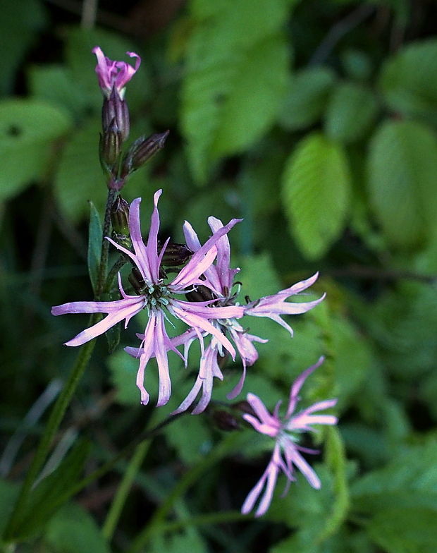 kukučka lúčna Lychnis flos-cuculi L.