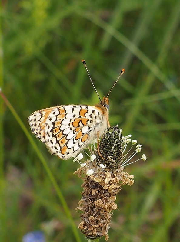 hnedáčik mriežkovaný Melitaea cinxia